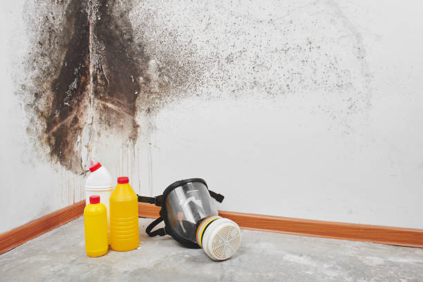Best Professional Mold Removal  in Brookings, OR