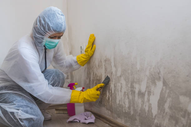 Crawl Space Mold Removal in Brookings, OR