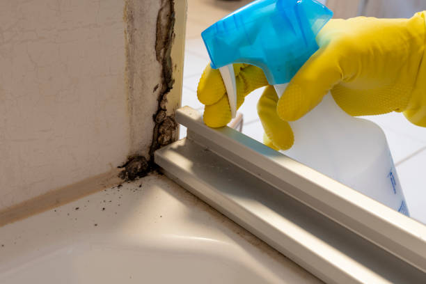 Office Mold Removal Services in Brookings, OR