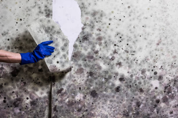 Best Residential Mold Removal  in Brookings, OR