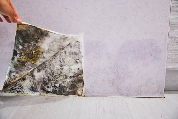 Best Mold Removal Near Me  in Brookings, OR
